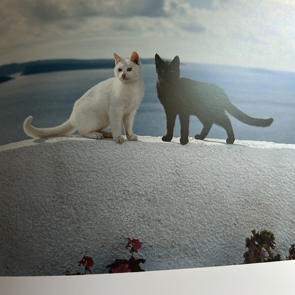 “Cats In The Sun” Pictorial Book by Hans Silvester - Picture 8 of 12